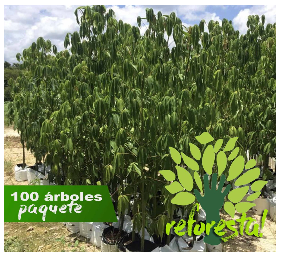 Árbol Ceiba Pentandra - paquete de 100 árboles de 2 mts + de altura
