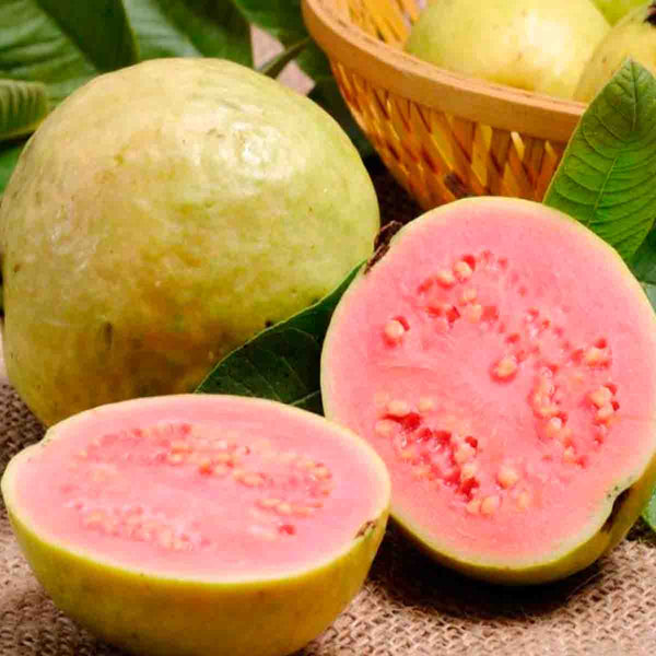Pink Guava Tree Seeds (Psidium Guajava) - 50 pack