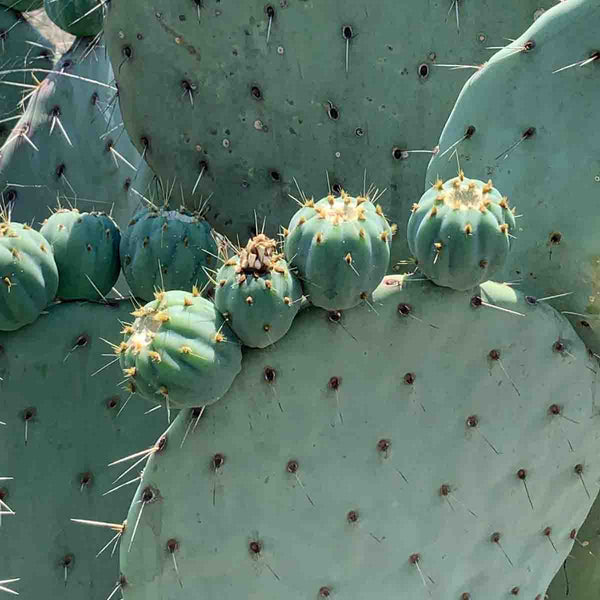 Semillas de nopal tuna amarilla (Opuntia cactus)  paquete de 50