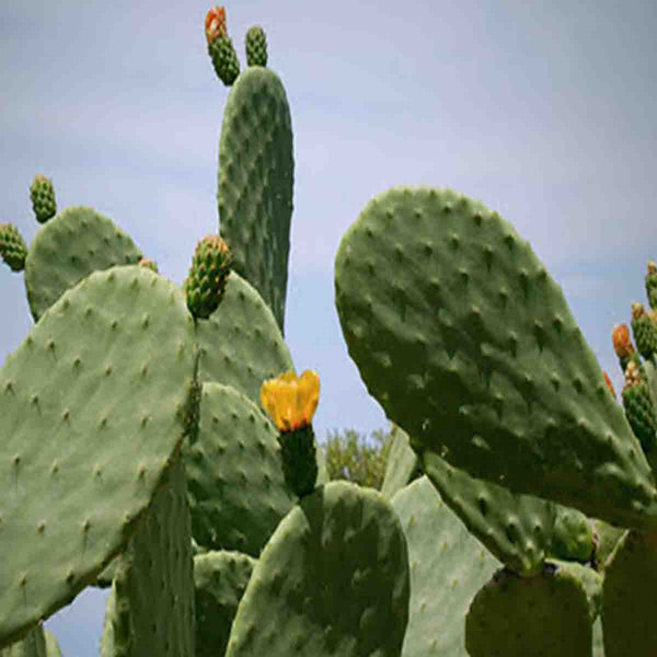 Semillas de nopal tuna amarilla (Opuntia cactus)  paquete de 50