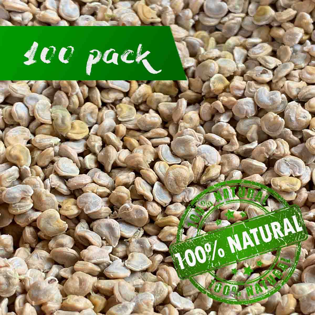 Semillas de nopal tuna amarilla (Opuntia cactus) paquete de 50