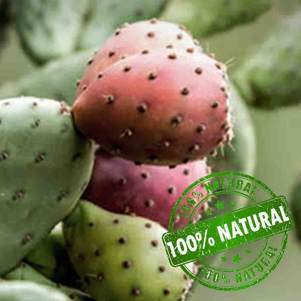 Seeds of nopal tuna xoconostle (Opuntia joconostle) pack of 100