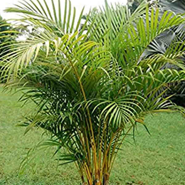 Areca palm seeds (Dypsis Lutescens) 20 pack