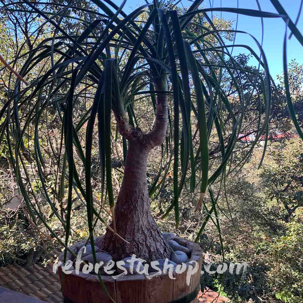 Semillas de Pata de Elefante (Beaucarnea Gautemalensis) - Paquete con 20 piezas