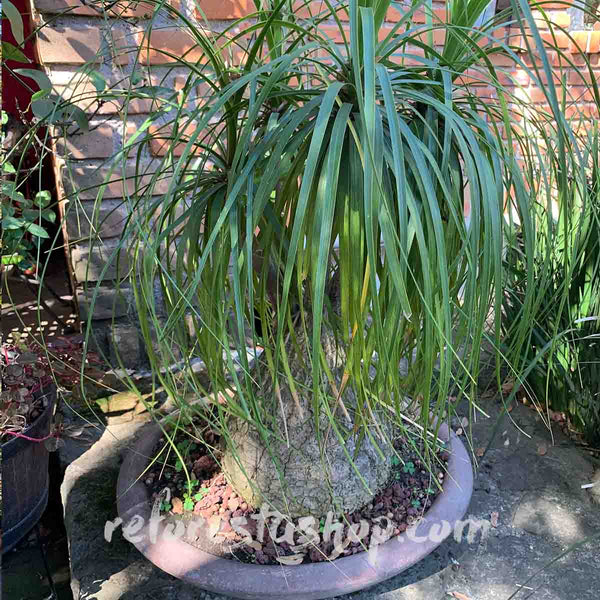 Semillas de Pata de Elefante (Beaucarnea Gautemalensis) - Paquete con 20 piezas