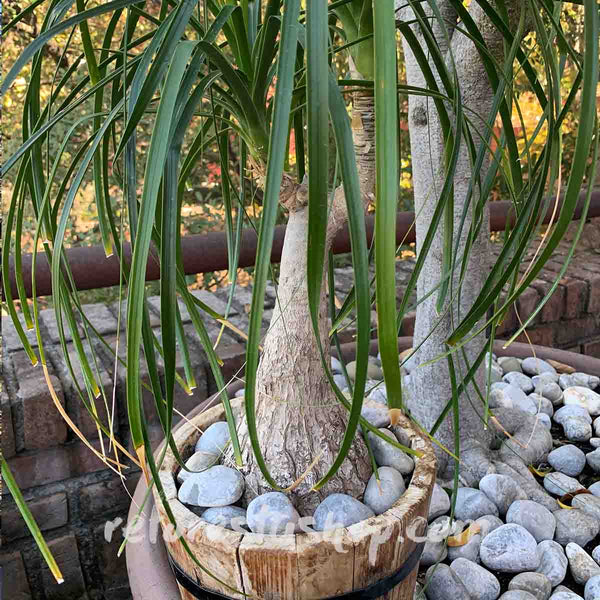 Semillas de Pata de Elefante (Beaucarnea Gautemalensis) - Paquete con 20 piezas