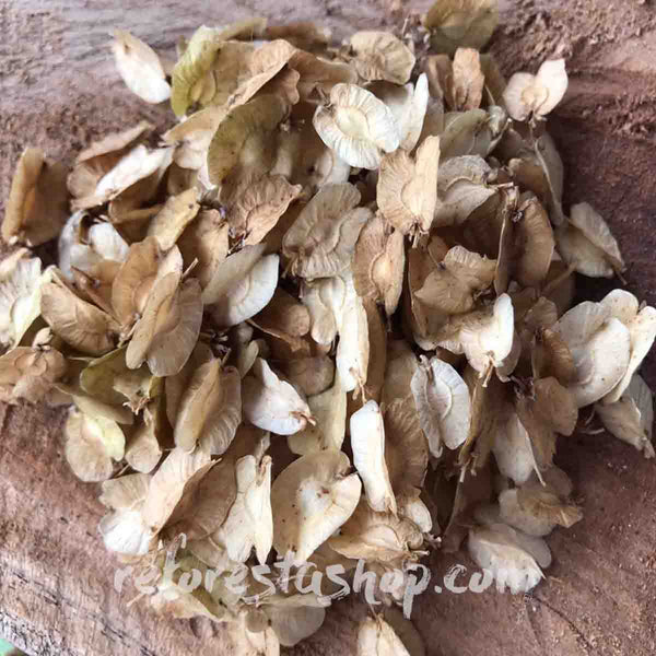 Semillas de Pata de Elefante (Beaucarnea Gautemalensis) - Paquete con 20 piezas