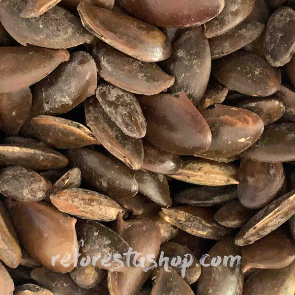 Sapodilla tree seeds (Manilkara zapota) - 50 pack