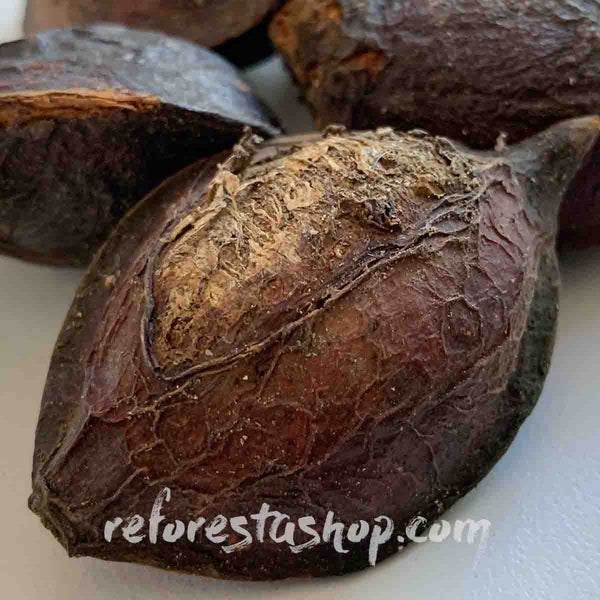 Almond tree seeds (Terminalia catappa) - Pack with 10 pieces