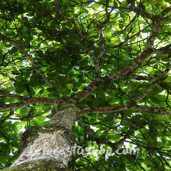 Almond tree seeds (Terminalia catappa) - Pack with 10 pieces