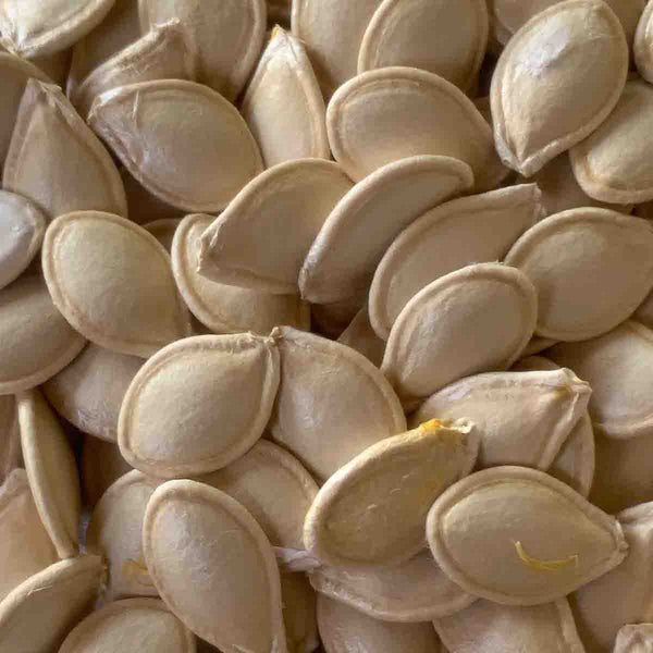 Semillas de Calabaza Spaghetti o Squash (Cucurbita pero)- Paquete de 50 piezas