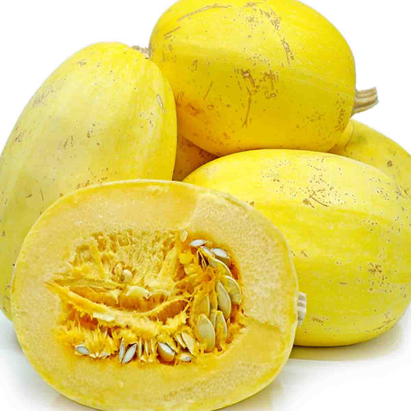 Semillas de Calabaza Spaghetti o Squash (Cucurbita pero)- Paquete de 50 piezas