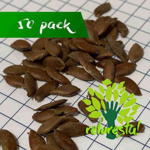 Semillas de árbol de carambola (Averrhoa carambola) - Paquete con 50 piezas