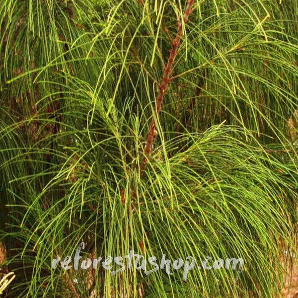 Sea Pine Seeds (Casuarina equisetifolia) - Package with 100 seeds