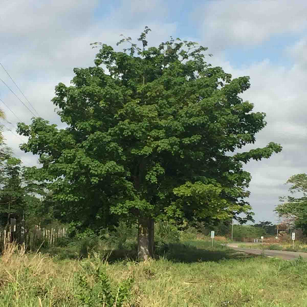 Árbol Ceiba Pentandra - paquete de 10 árboles de 2 mts de altura