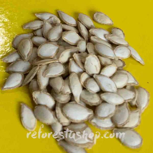 Semillas de Chihua Calabaza (Cucurbita argyrosperma) - 100 pack