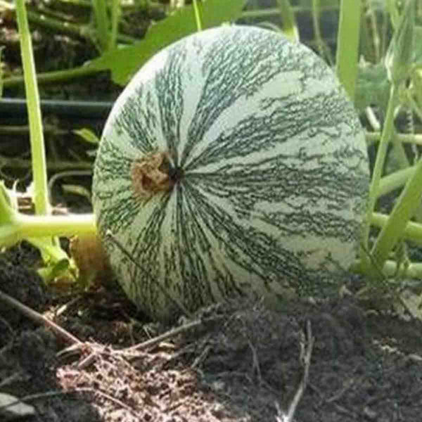 Semillas de Chihua Calabaza (Cucurbita argyrosperma) - 100 pack