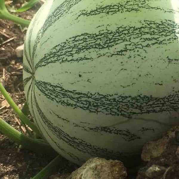 Semillas de Chihua Calabaza (Cucurbita argyrosperma) - 100 pack