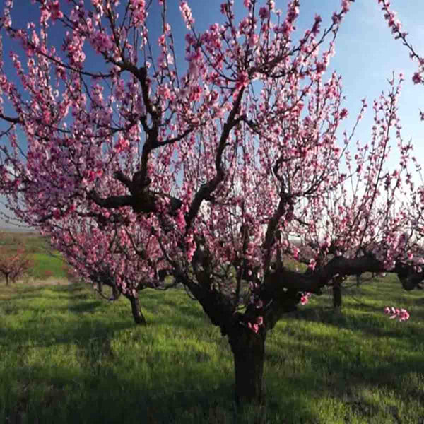 Semillas de árbol de Durazno (Prunus persica) - paquete de 5 piezas