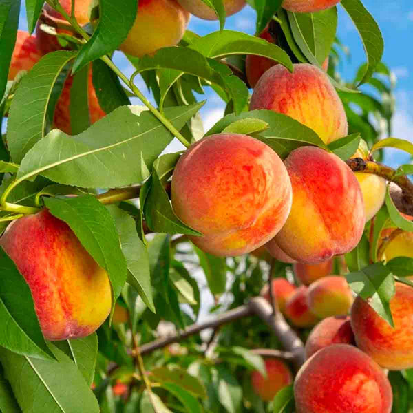Semillas de árbol de Durazno (Prunus persica) - paquete de 5 piezas
