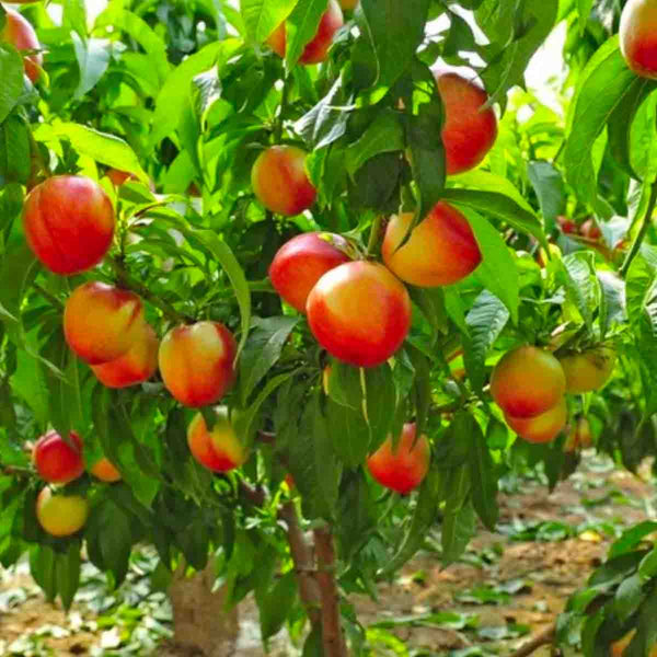 Semillas de árbol de Durazno (Prunus persica) - paquete de 5 piezas