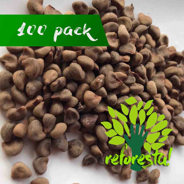 Semilla de Jamaica (Hibiscus sabdariffa)- Paquete con 100 piezas