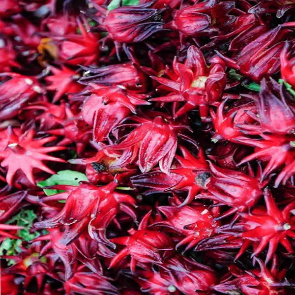Semilla de Jamaica (Hibiscus sabdariffa)- Paquete con 100 piezas