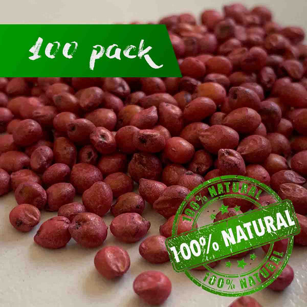 Semilla de Sorgo (Sorghum spp.) - Paquete con 100 piezas