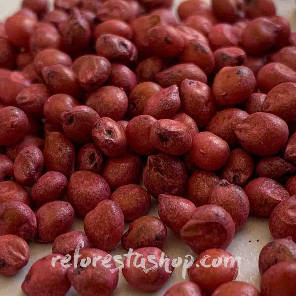Semilla de Sorgo (Sorghum spp.) - Paquete con 100 piezas