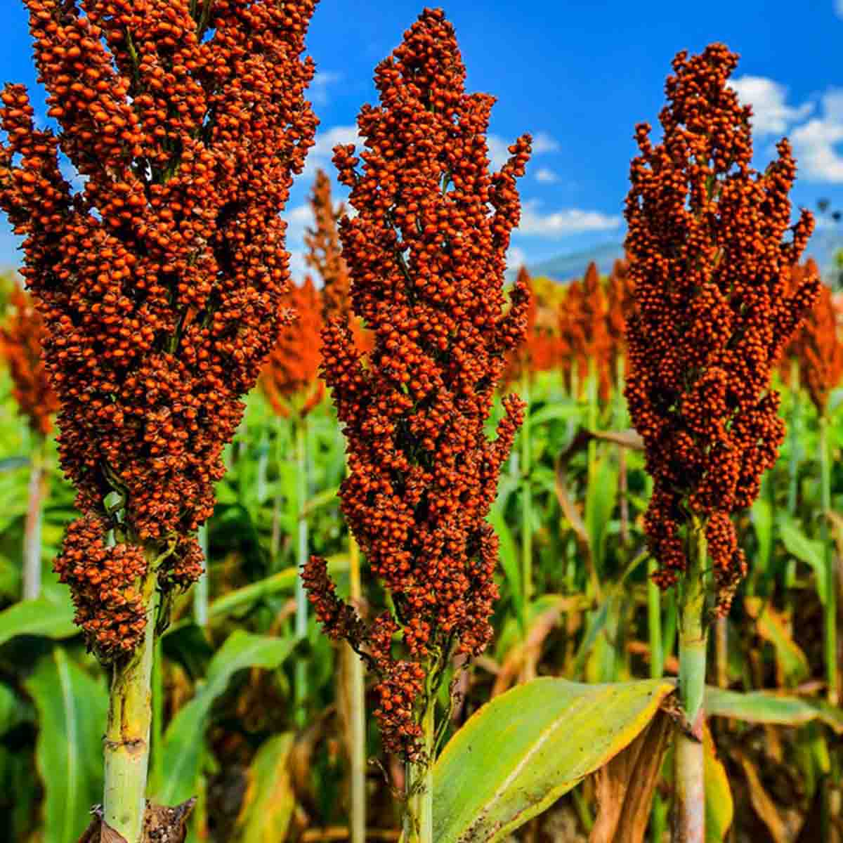 Semilla de spp.) Paquete con 100 piezas