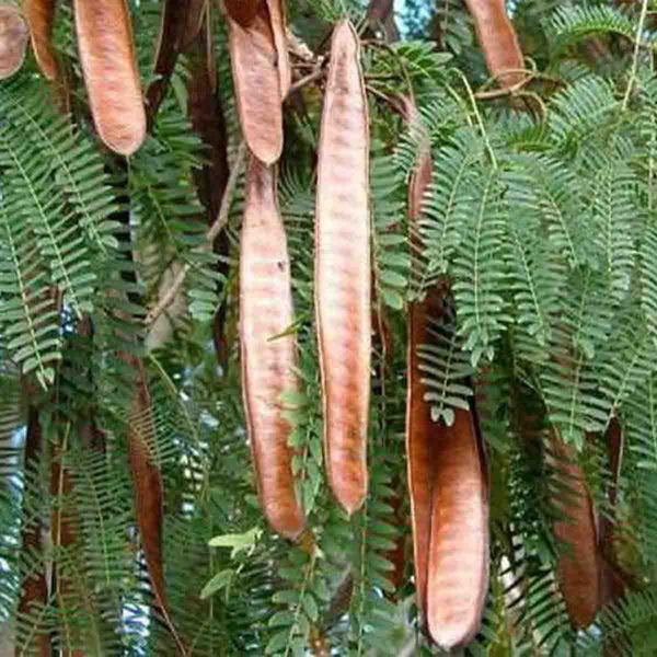 Uaxim tree seeds (Leucaena leucocephala) - 100 pieces pack