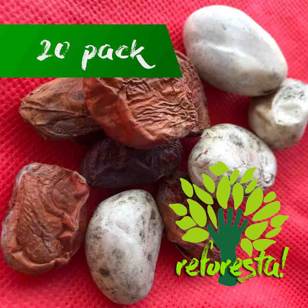 Semilla de árbol de Yaca (Artocarpus heterophyllus)- Paquete con 20 piezas