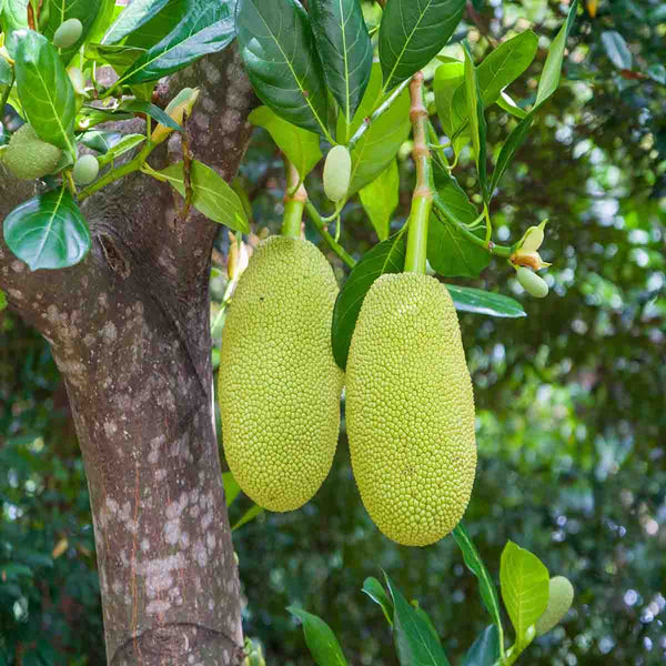 Semilla de árbol de Yaca (Artocarpus heterophyllus)- Paquete con 20 piezas