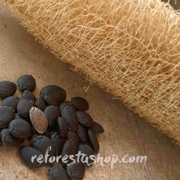 Semillas de estropajo (Luffa cylindrica) - Paquete de 50