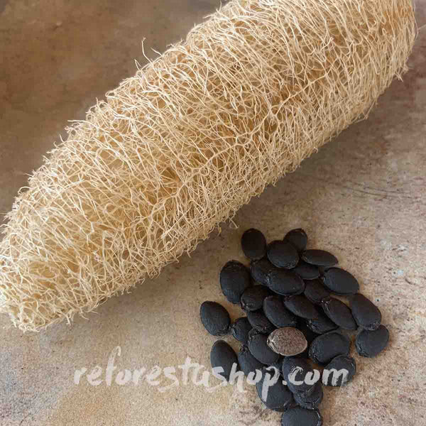 Semillas de estropajo (Luffa cylindrica) - Paquete de 50