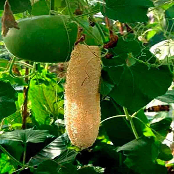 Semillas de estropajo (Luffa cylindrica) - Paquete de 50