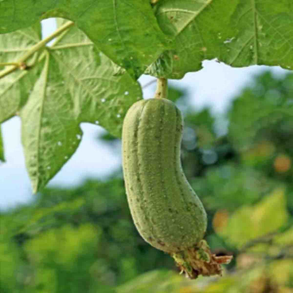Semillas de estropajo (Luffa cylindrica) - Paquete de 50