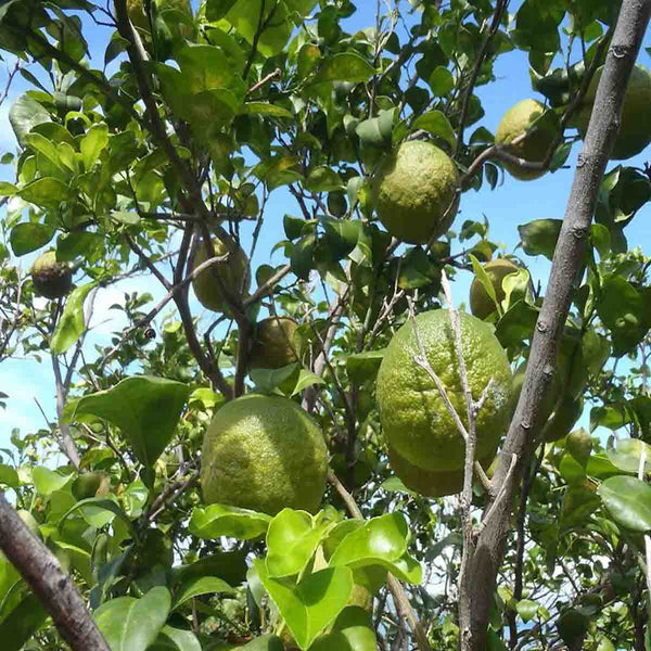 Semillas de árbol de Naranja Agria (Citrus Aurantium) - Paquete con 40 piezas