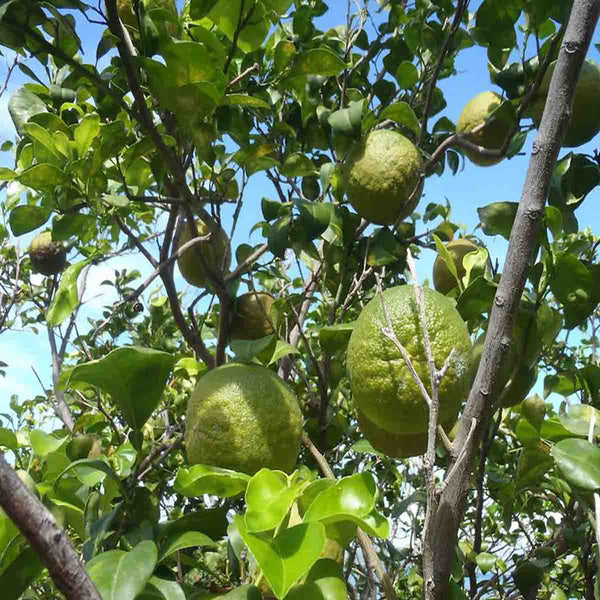 Bitter Orange Tree Seeds (Citrus Aurantium) - Pack with 40 pieces
