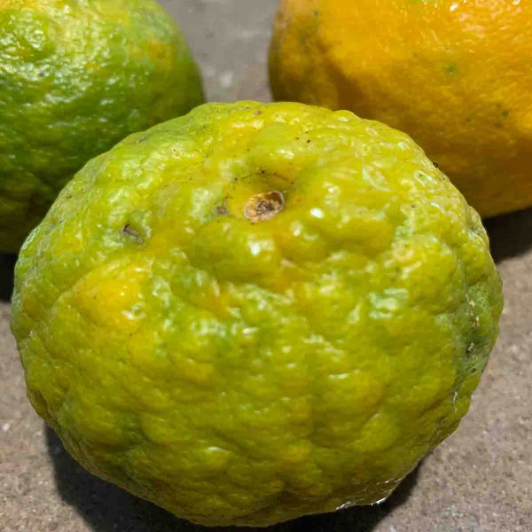 Bitter Orange Tree Seeds (Citrus Aurantium) - Pack with 40 pieces