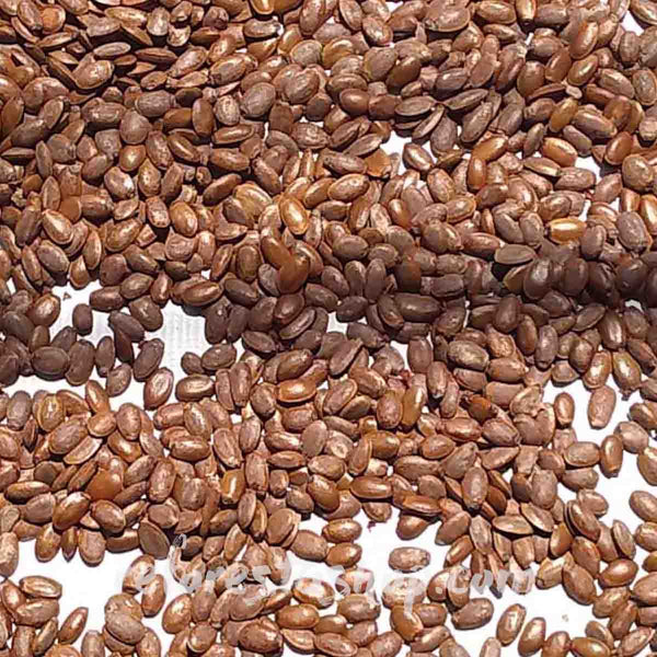 Soursop seed (Annona muricata) - package with 10 pieces