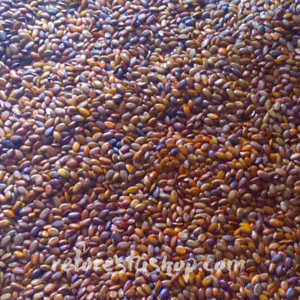 Soursop seed (Annona muricata) - package with 10 pieces