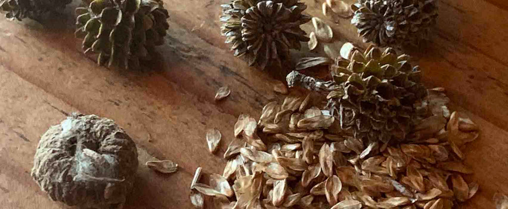 Germinating pine seeds