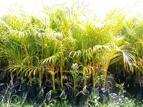 Palma ARECA ((Dypsis lutescens).