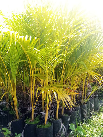 Palma ARECA ((Dypsis lutescens).