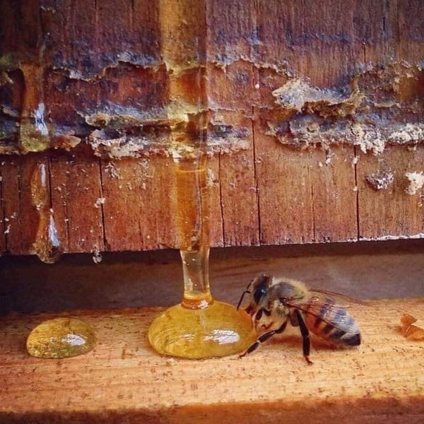 100% Natural Raw Bee Honey from Campeche