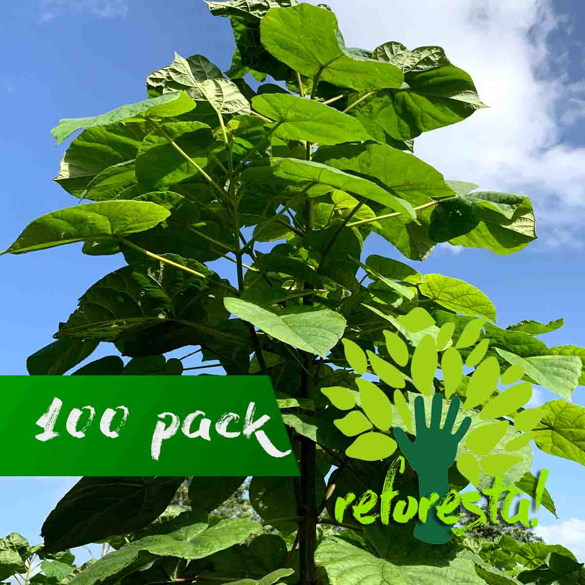 Paulownia Shantong Tree (kiri) 2 mts tall - 100-piece package