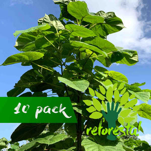 Paulownia Shantong Tree (kiri) 2 mts tall - 10-piece package