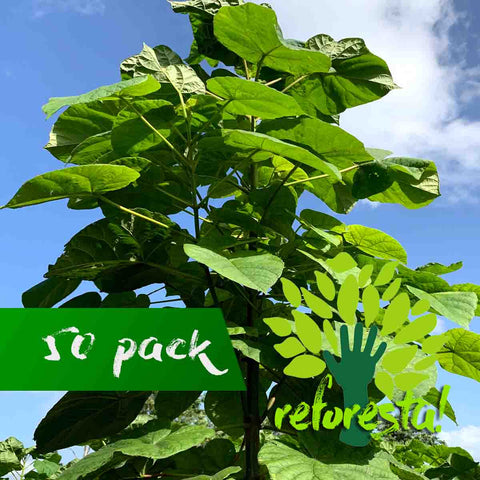 Paulownia Shantong (kiri) tree 2 meters high - pack of 50 pieces