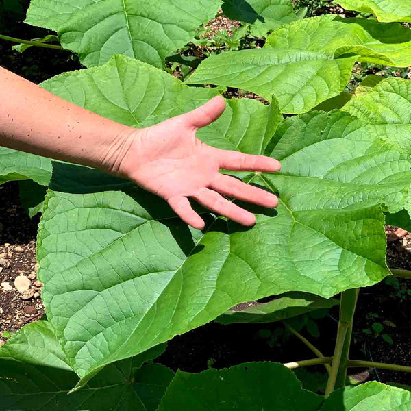 Paulownia Shantong (kiri) tree 2 meters high - pack of 50 pieces